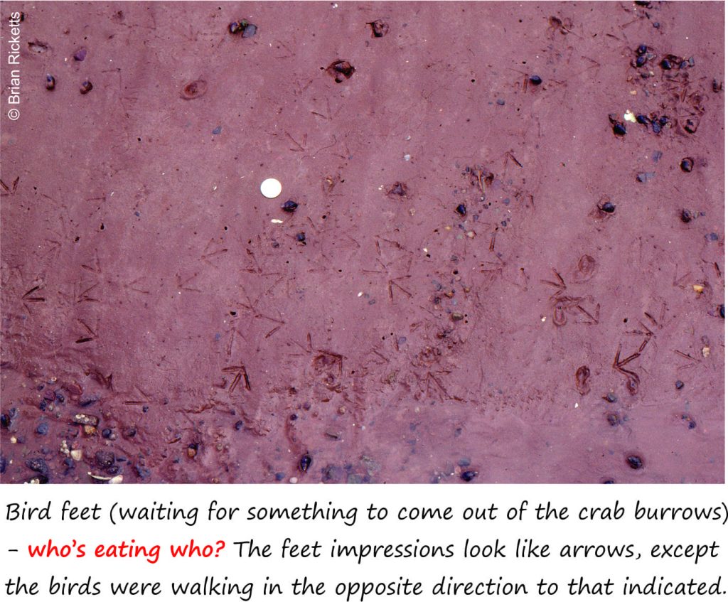 birds feet, crab holes on a tidal flat