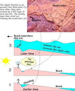 Interpreting ripples and mudcracks through time