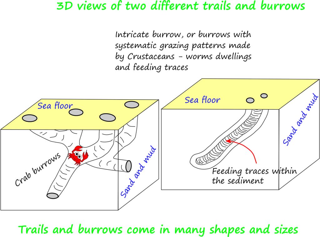 Different trace fossils from different behaviours and different animals