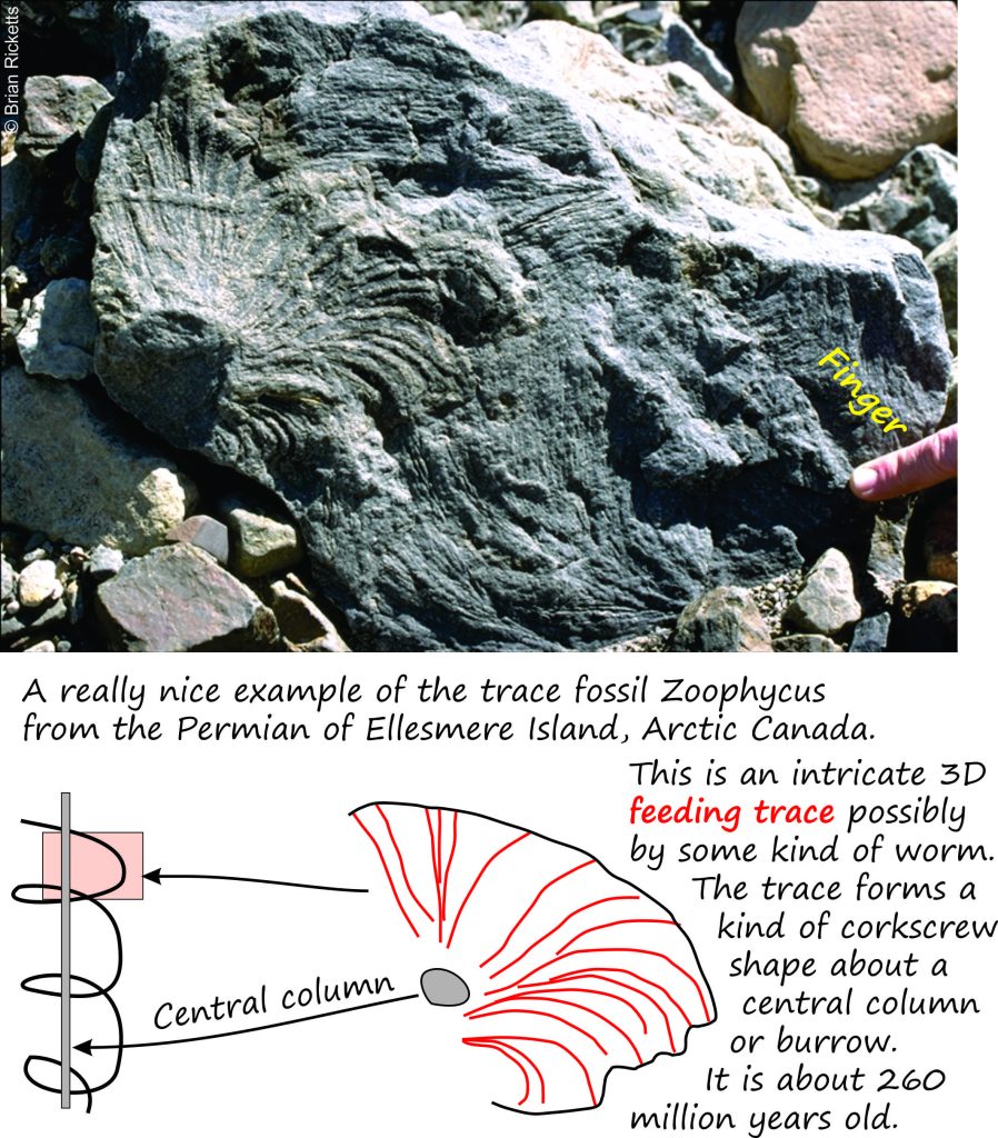 A nice corkscrew-like Zoophycus from this 270 million year old sandstone