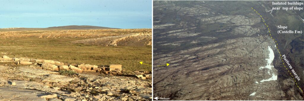 Left: High relief reef-like mounds viewed obliquely along the mound axes and towards the offshore platform margin. In this view they are 3-4 m high. These large structures were constructed entirely of laminated cryptalgae, each layer a millimetre or so thick. Right: An aerial view of the same reef structures. The large mounds increase in size towards the outer platform (to the right) where water depths were greater. Yellow arrows correspond to the orientation of individual mounds. The edge of the platform corresponds to the top of the slope where muddy carbonate sediments were deposited. Located on Tukurak Island.