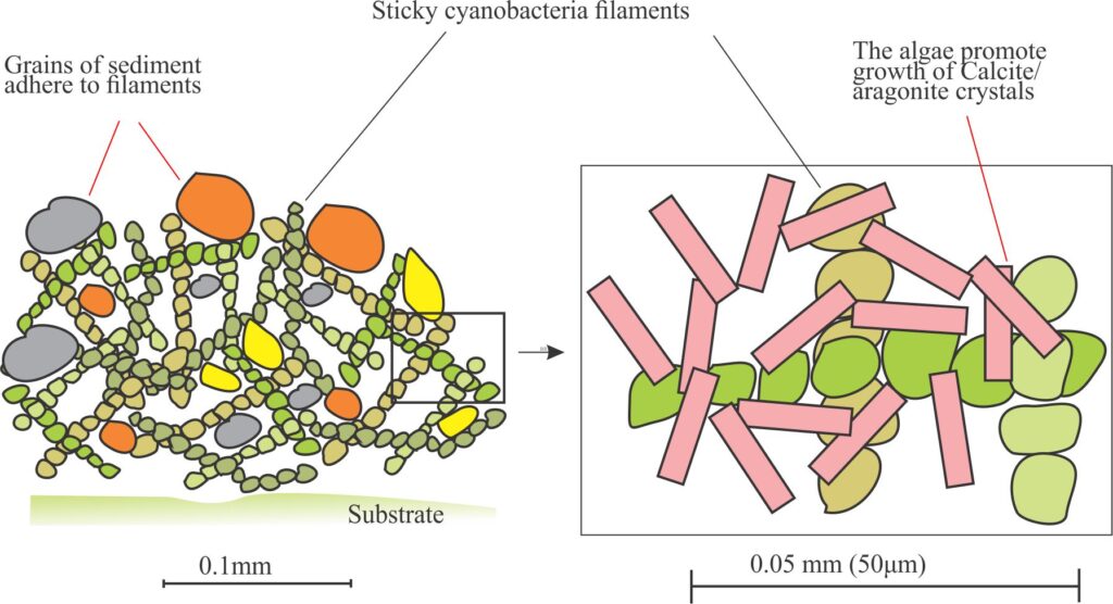 Schematic diagram showing sediment particles adhering to  algal filaments.