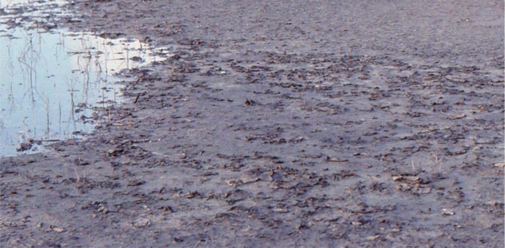 The algal mat in the foreground is drying out. and pieces are curling at the edges. Bits of the mat can be swept away during the next spring tide or storm surge. This example is from the lagoon at Galveston Bay, Texas.