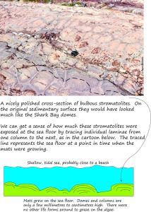 Oblique outcrop section through bulbous stromatolites. The dotted line indicates how high they were when actually growing