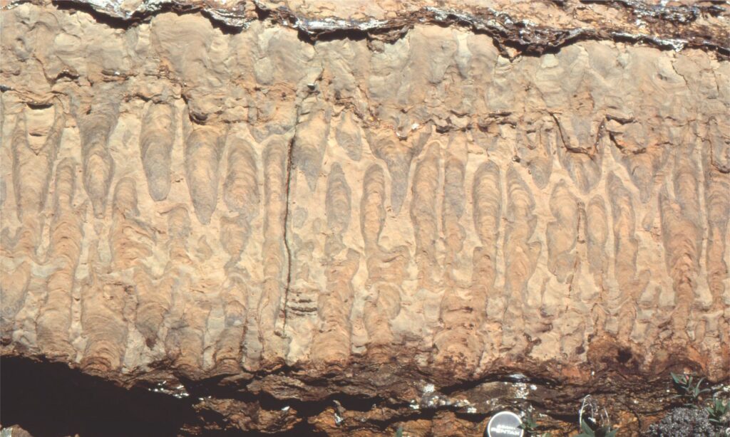 Stromatolite columns with simple branching, superficially like the 'micro' structures shown above, but much larger. This example shows a vertical ‘slice’ of a layer, through the columns. The surface has been polished over the millennia by wind, frost and rain and this has accentuated the colour. Camera lens cap is 50 mm diameter. McLeary Formation.