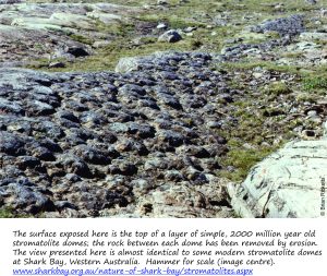 Som nice stromatolite domes, exhumed on a bed of limestone