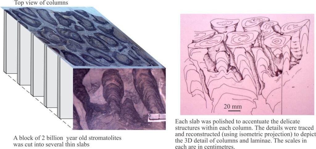 Three-dimensional reconstructions of a block of digitate stromatolites, collected in the field, and slabbed in a lab. Each slab was photographed and the external and internal structures traced. 