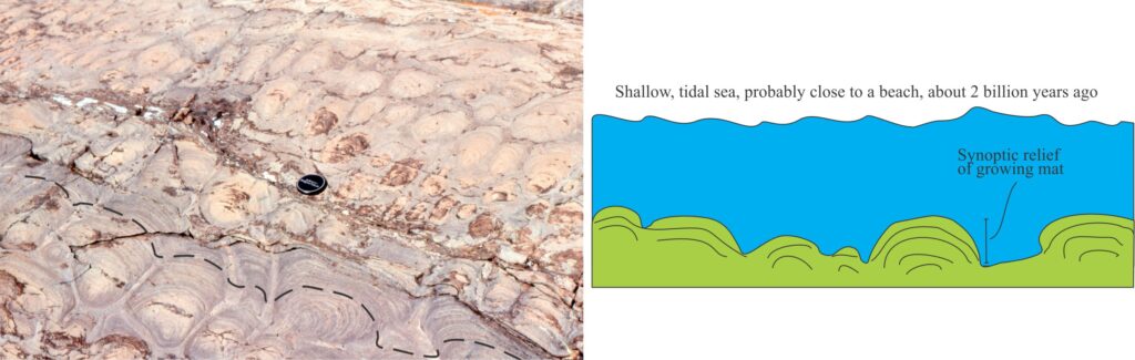 Microbial mats grew on the sea floor. Even though domes and columns in outcrop can be many centimetres
to metres high, the actual growing surface was only a few millimetres to centimetres above the
sea floor. The cartoon on the right shows a profile through synoptic relief that was traced on the outcrop (left). Lens cap is 50 mm diameter.