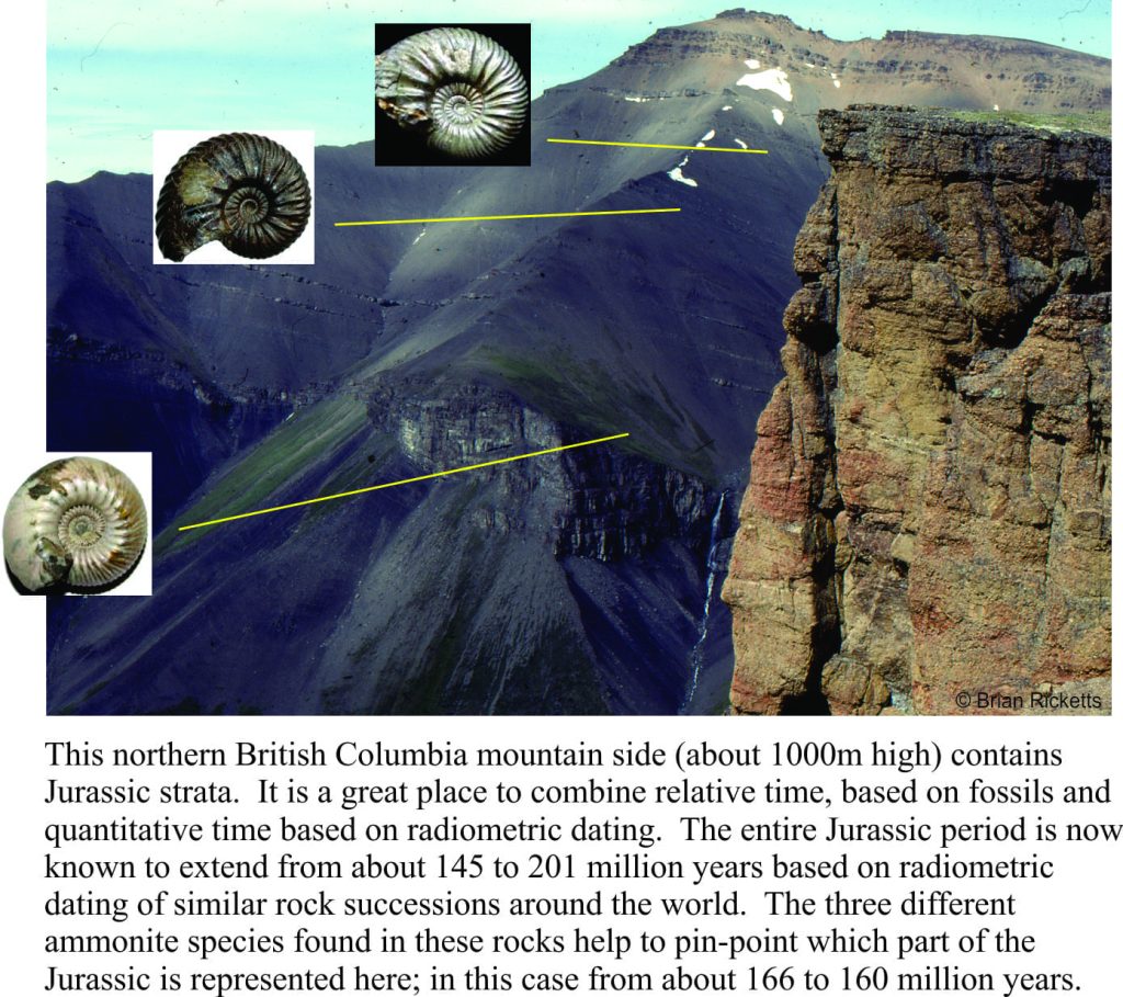 The relative ages of ammonites through a Jurassic succession