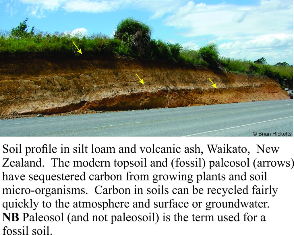 Soils sequester carbon