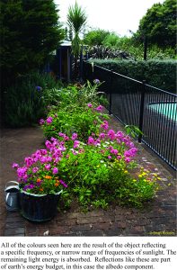 Colour, light reflection, and frequency in the flower garden