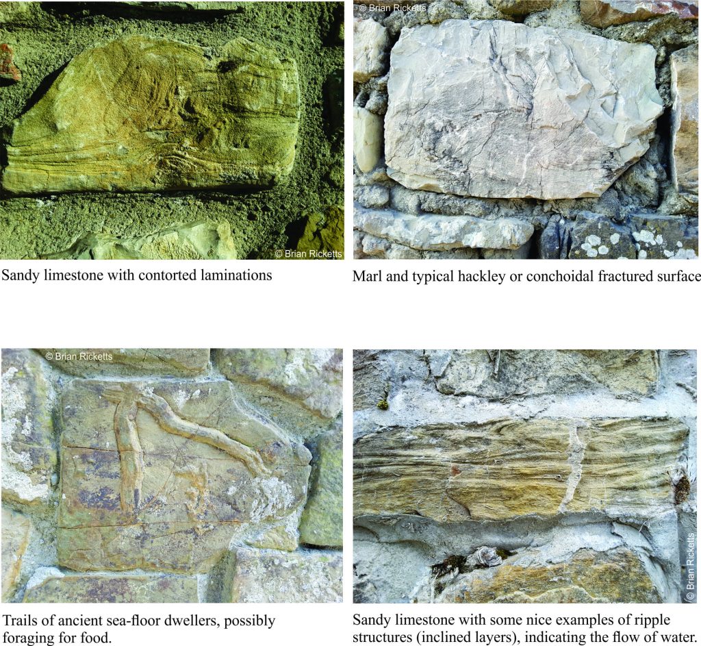 Sedimentary structures in buidling stone of a Tuscan wall