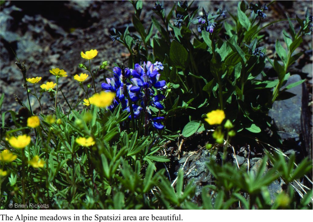 Alpine meadows