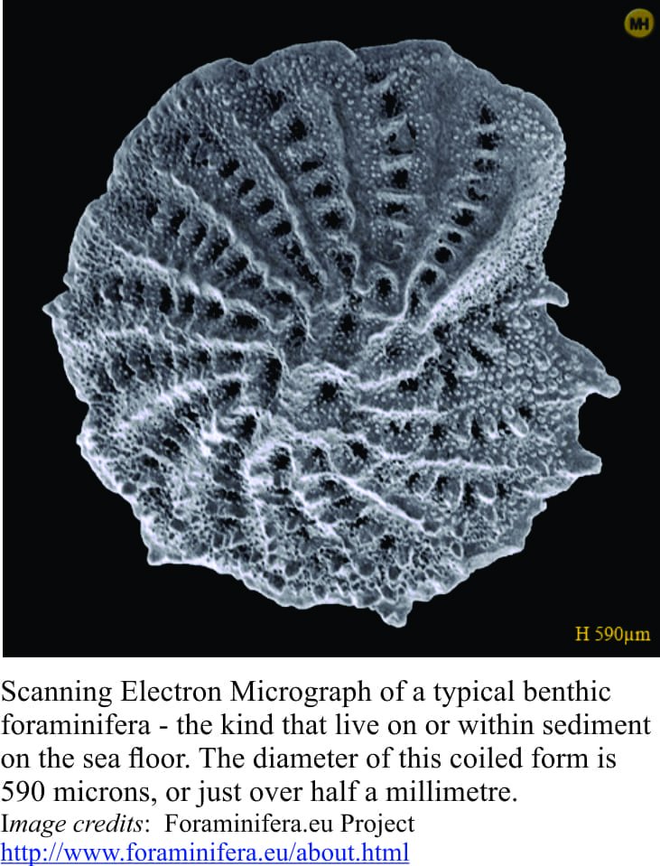Holocene Foraminifera microfossil cell slide Calgary Bay loose microscope mount 