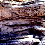 calcite cemented burrows