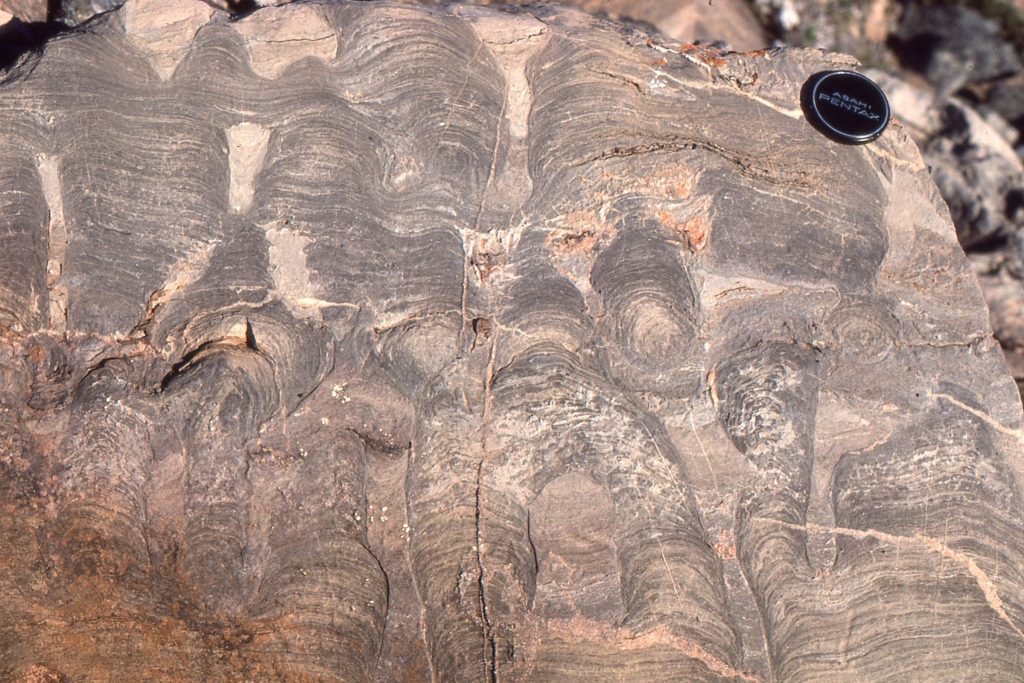 Digitate Paleoproterozoic stromatolites showing typical upwards convex laminae