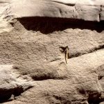 Dish structures and pillars indicating dewatering (fluid expulsion) during early burial by the overlying sandy turbidites. Rosario Group, San Diego.