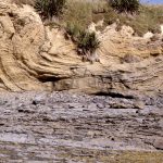 This Early Miocene soft-sediment recumbent fold is detached from strata below along a relatively undisturbed glide plane.  The lower limb is also cut by small faults. Army Bay, Auckland