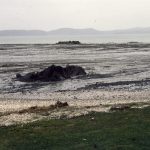 Lower Miocene drape-folded turbidites over basement greywacke paleotopographic highs, Omana Beach, Auckland