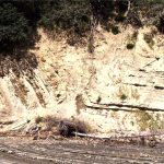 Soft sediment deformation in Waitemata Basin, includes small thrusts (fault plane indicated by arrows), with folded strata in the hanging wall, and small drag folds in the footwall.  Waiwera, north Auckland.