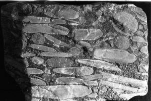 Detail of the channel conglomerate clasts. Elongate clasts are calcite concretions that formed in laminated and rippled Tc intervals; the ovoid and spherical concretions derived from coarser grained, calcite cemented Ta or Tb sandstones. Omarolluk Fm. Proterozoic, Belcher Islands.