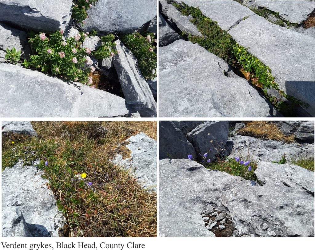 Wild flowers in limestone grykes, Burrens, Ireland