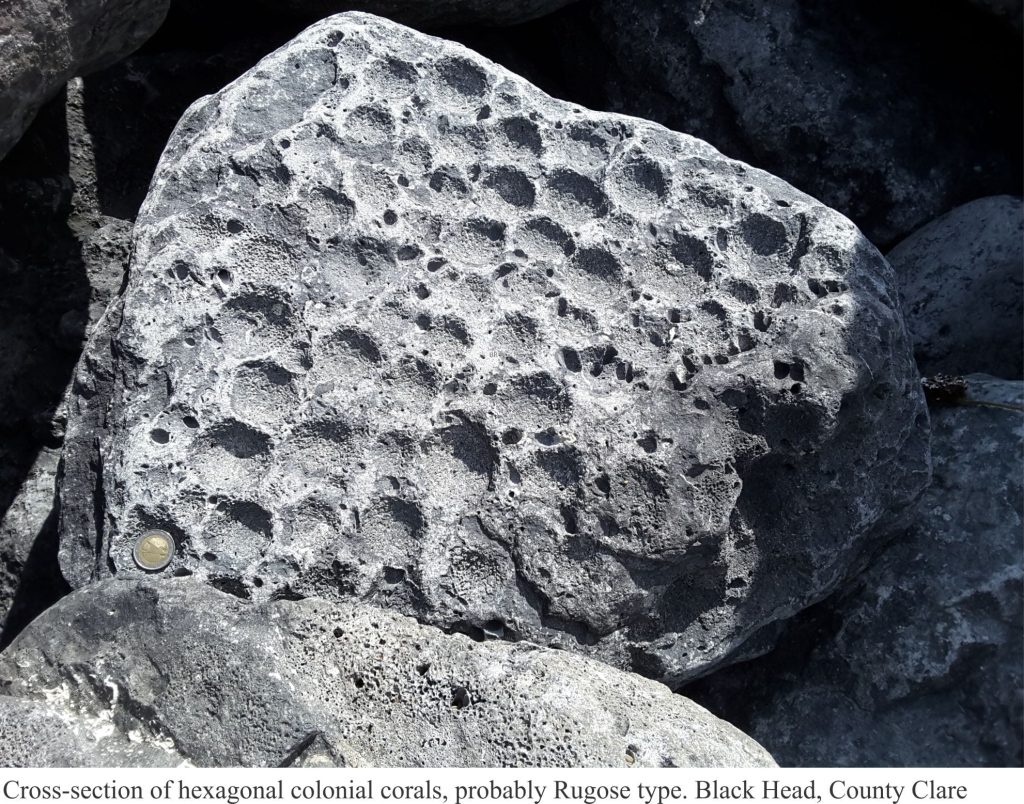 Weathered hexagonal coral colonies in Burrens limestones, Ireland