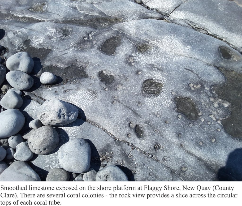 Coral colonies exposed in Carboniferous limestone, Burrens, Ireland