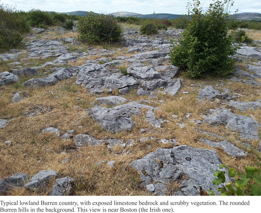 Typical Burren landscape and vegetation