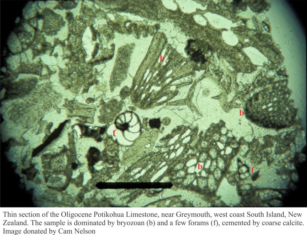 Thin section of the Oligocene Potikohua Limestone, New Zealand. Dominated by bryozoa (b) and a few forams (f), cemented by coarse calcite. Image donated by Cam Nelson