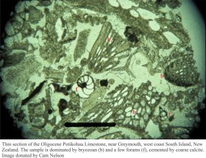 bryozoan limestone