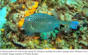 honeycomb cowfish