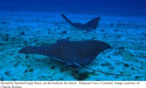 eagle ray