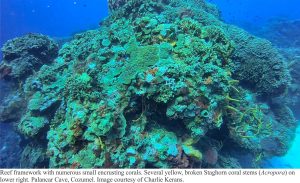 palancar cave reef structure