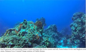 palancar cave reef corals