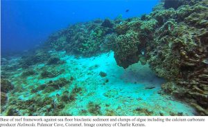 palancar cave reef structure