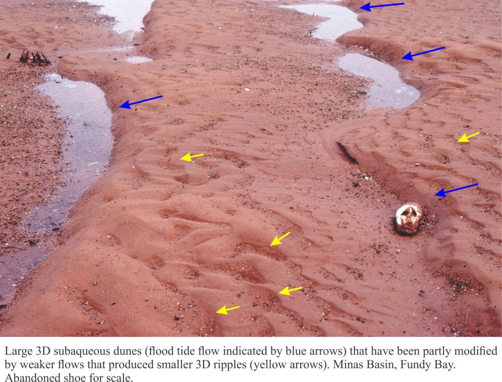 Trough, or three dimensional subaqueous dunes  from a modern sandy tidal flat, Fundy Bay.