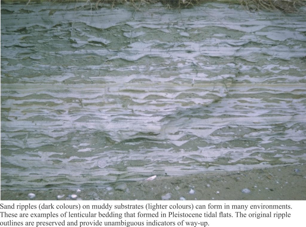 Starved ripples (lenticular bedding) are sand bedforms within mud-dominated layers, almost as if they were frozen in time.