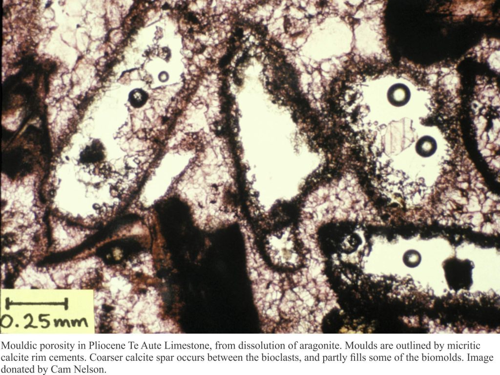 Micrite rimming skeletal moulds in a bioclastic limestone