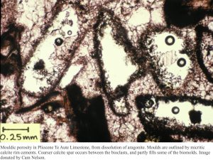 aragonite biomolds