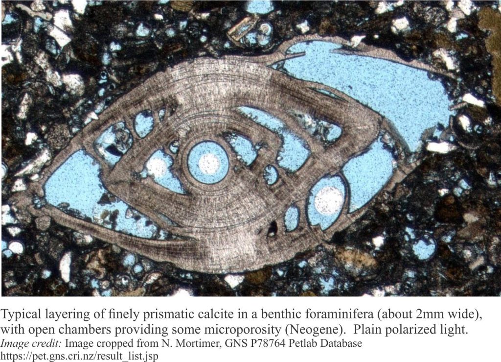 Fibrous calcite structure of the walls of a benthic foraminifera. Cross polars