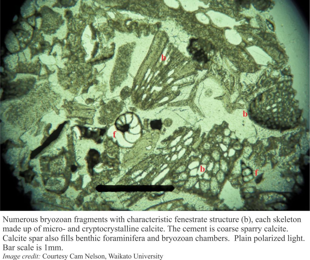 Thin section of cool water bryozoan limestone cemented by coarse calcite spar