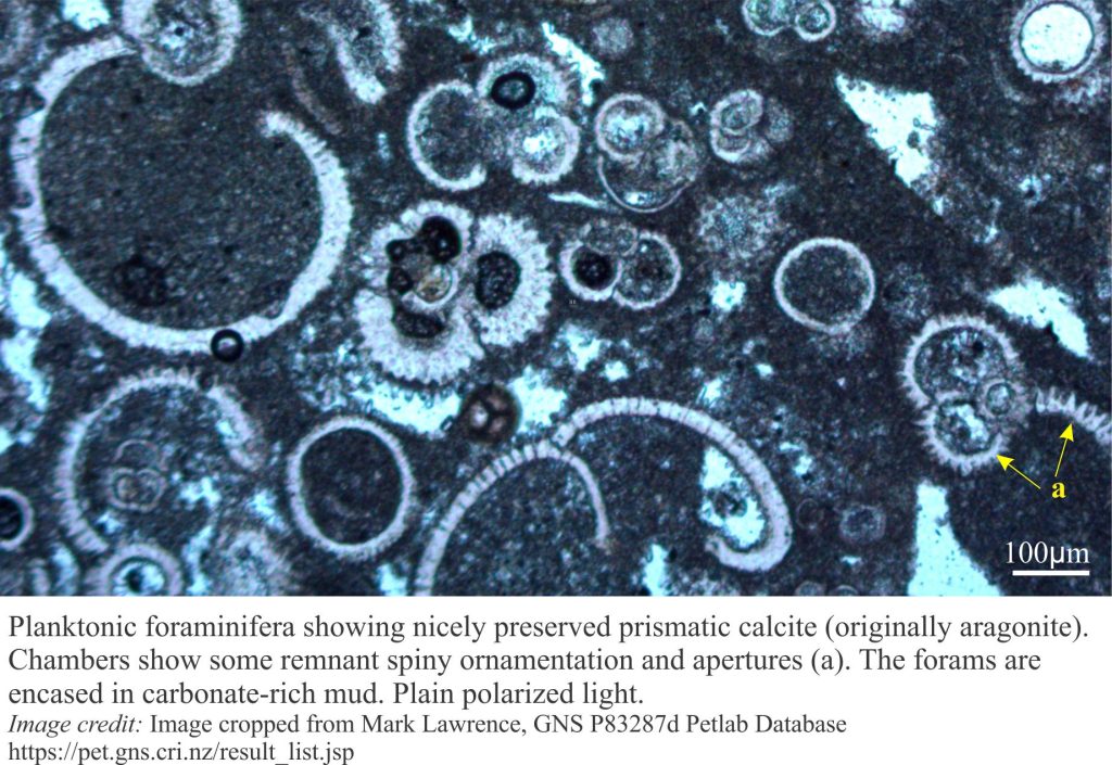 Thin section of planktic foraminfera ooze, showin fibrous and prismatic calcite (replacing aragonite) in chamber walls