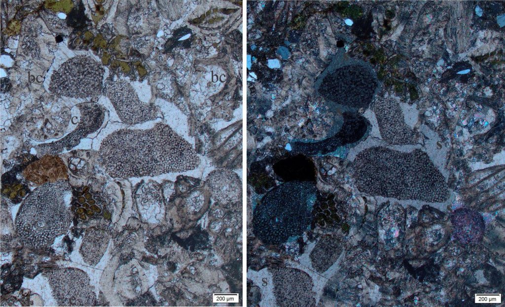 An Oligocene bioclastic, glauconitic limestone containing abundant abraded and broken echinoderm plates (e), most of which are encased in syntaxial calcite cement (s). Also present are numerous benthic forams, bryozoa fragments (b - some with glauconite filling), barnacle fragments with large pores filled by calcite cement (bc), and the occasional faecal pellet replaced by glauconite. Left: plain polarized light; Right: crossed polars. The syntaxial overgrowths extinguish at different stages for each echinoderm fragment.