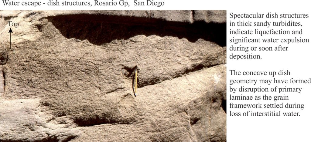 Dish structures in a dewatered sandy turbidite, Rosario Gp, San Diego