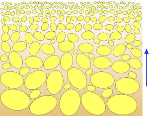 Schematic view of graded bedding, with coarsest clasts at the base, becoming finer toward the top of the bed. The matrix is commonly muddy (clay plus silt particles).