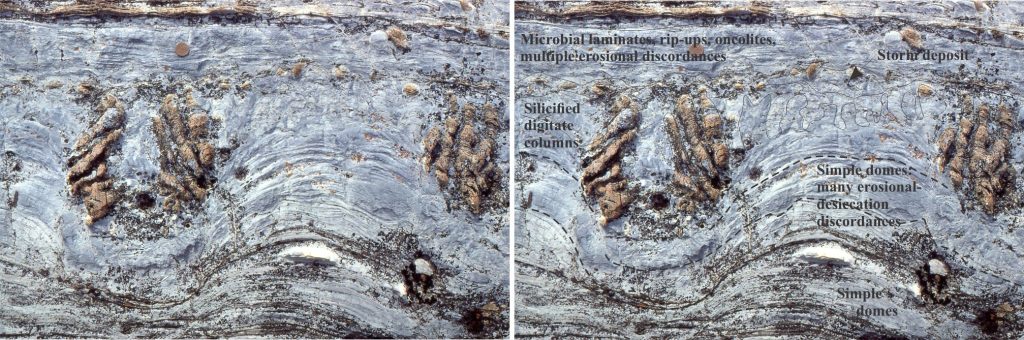 Right image shows traces of some of the growth and erosion surfaces. The sequence begins with simple domes that contain many internal discordances resulting from desiccation and erosion by storms. These morph into digitate columns that grew atop the domes and along their sloping margins. The brown coloured columns have been silicified (resistant); the remainder are dolomite (all in grey hues). Domes and columns are truncated by a major event that left a skinny deposit of cryptalgal mat rip-ups and oncoids in various stages of growth. The topmost layer consists of relatively simple cryptalgal-microbial laminates, but these too contain local erosional discordances. Coin is 19 mm diameter.