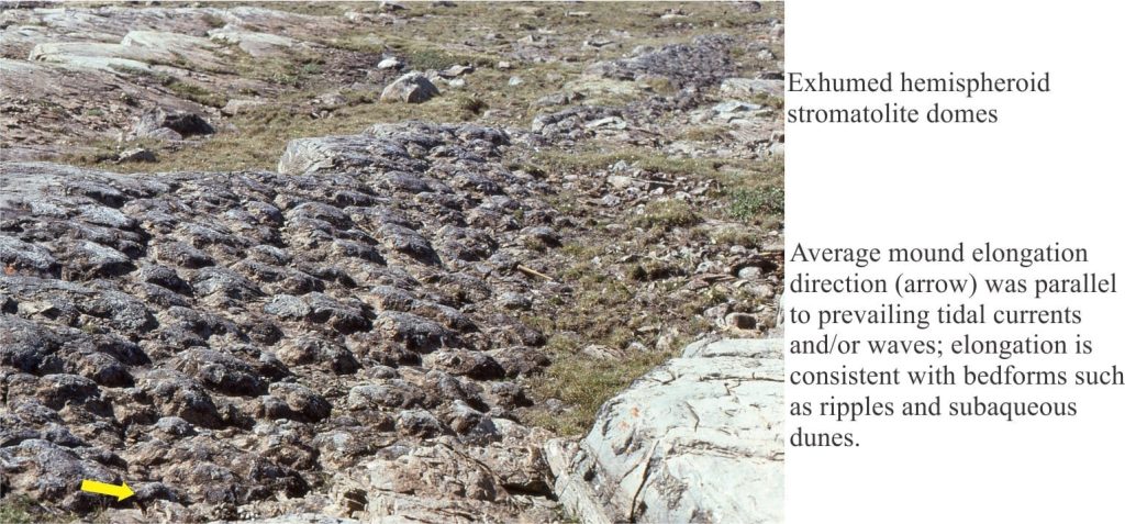 Exhumed, elongate stromatolite domes on bedding. Stromatolite elongation and orientation is useful for paleocurrent analysis. The intermound muds have been preferentially removed by erosion. Synoptic reliefs here commonly 5-10 cm. Shallow subtidal subjected to wave and current wash. McLeary Formation.