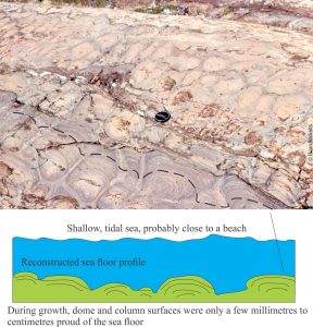 Illustration of synoptic relief on the growing surfaces of domal and bulbous stromatolites. The dashed line traces a single set of laminae across several structures.