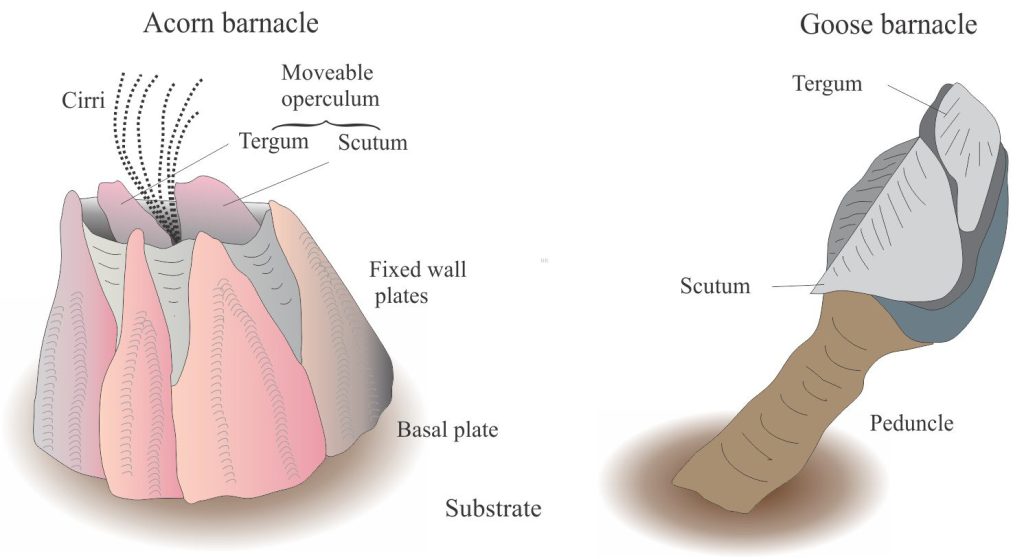  Sketches of the two barnacle morphologies based on common modern forms. Left is the acorn barnacle species Balanus with operculum intact, attached by a basal calcite plate; Right is the common Goose barnacle Lepas that attaches to substrates with a soft pedicle that allows the animal to move with waves and currents. 